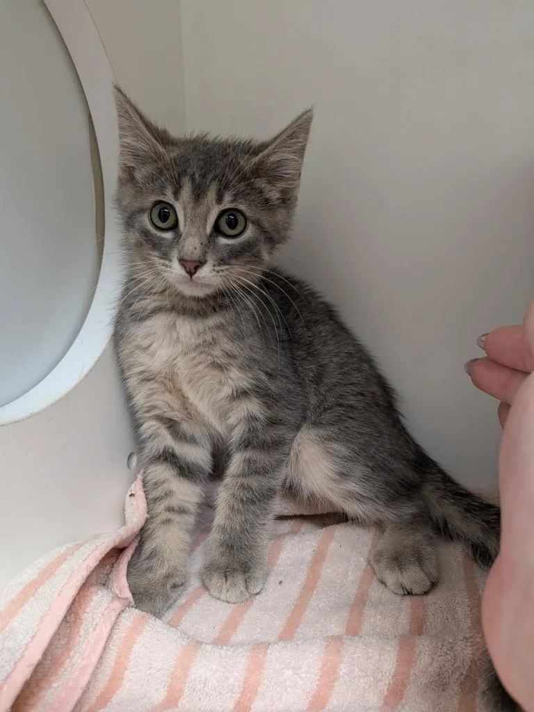 A baby medium-sized male Domestic Short Hair cat named Sriracha for adoption in Bryant, AR