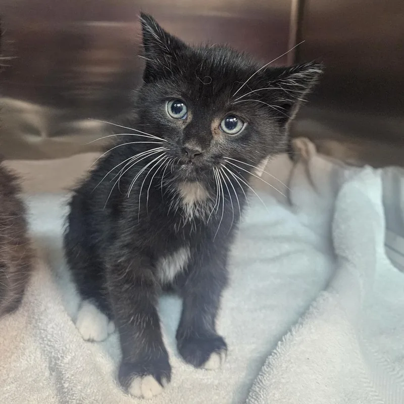 A baby small-sized female Domestic Medium Hair cat named Spirit for adoption in Tacoma, WA