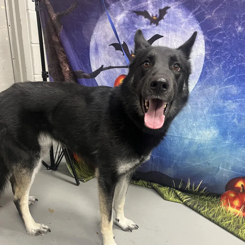 An adult medium-sized male Black Shepherd dog named AC "Mr. Hyde" for adoption in Conyers, GA
