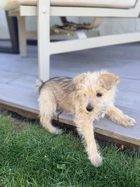 Winston
