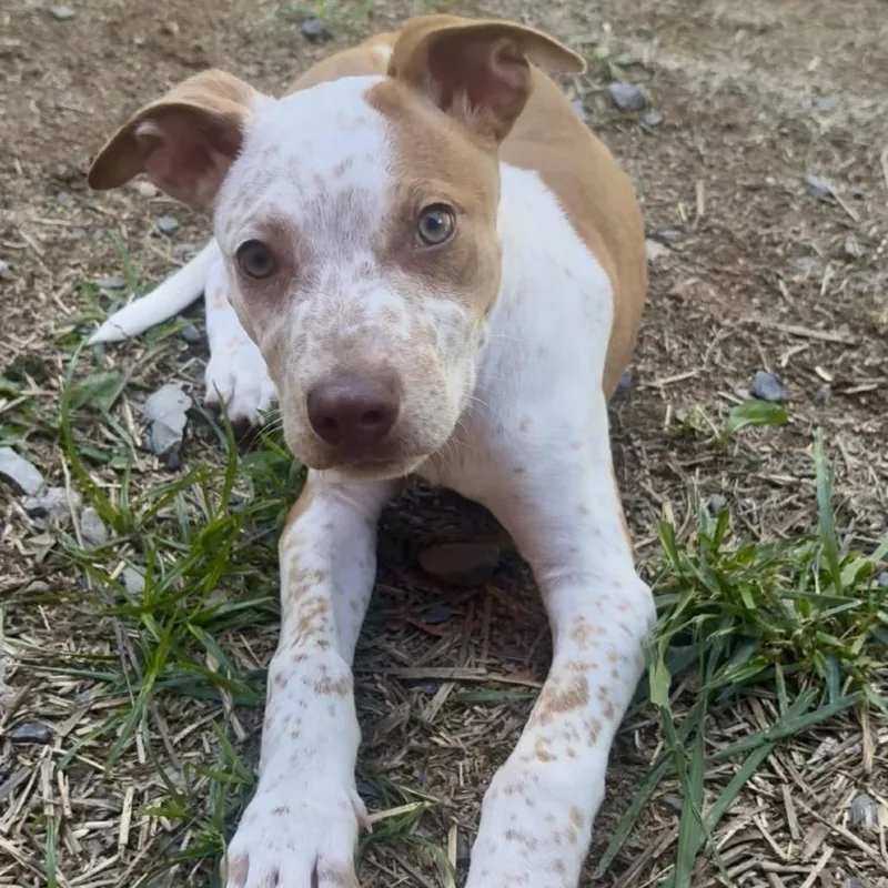 A baby small-sized male White / Cream Pit Bull Terrier dog named Boone for adoption in Fairmont, WV