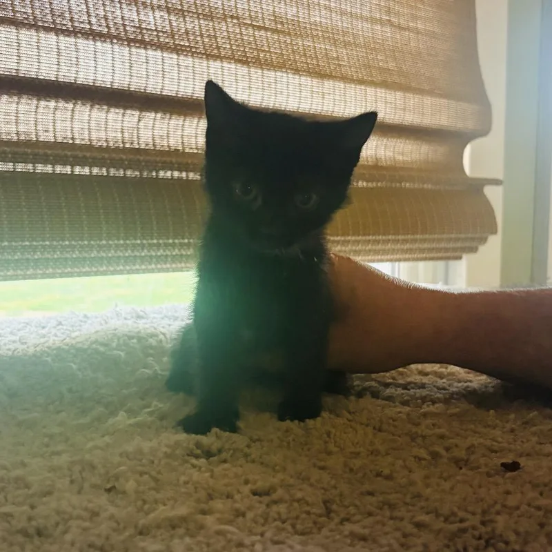 A baby small-sized female Domestic Short Hair cat named Ahsoka for adoption in Muncie, IN