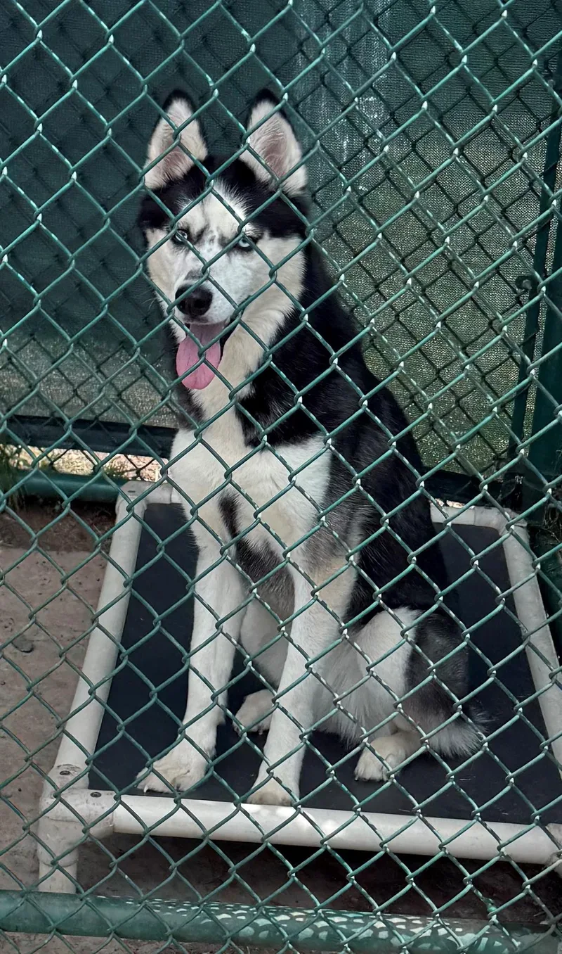 A young medium-sized female Black Siberian Husky dog named Juicy Fruit for adoption in Edison, NJ