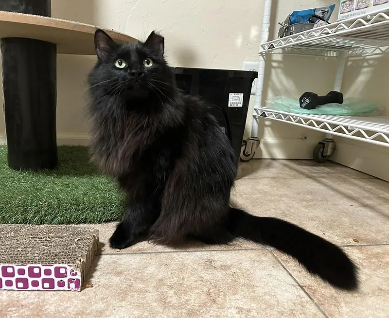 An adult medium-sized female Black Domestic Medium Hair cat named Jinxx for adoption in tucson, AZ