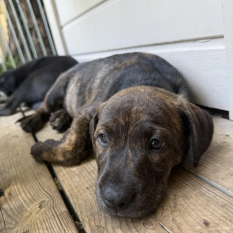 A baby medium-sized female Mixed Breed dog named Baby for adoption in Burbank, CA