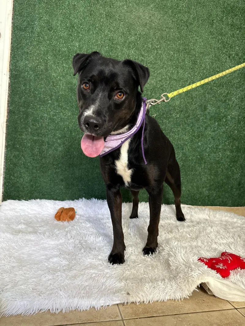 Cute Canela thumbnail 2