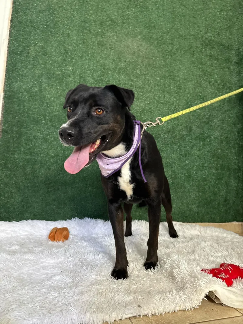 Cute Canela thumbnail 3