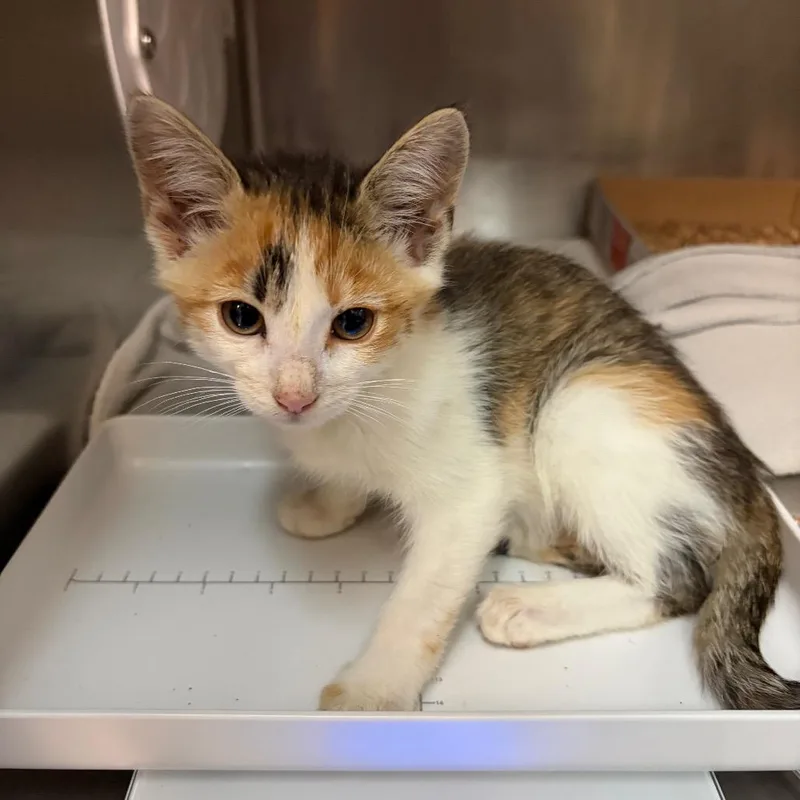 A baby small-sized female Brown / Chocolate Domestic Short Hair cat named Margo for adoption in Newark, NJ
