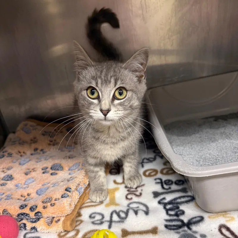 A baby small-sized female Gray / Blue / Silver Domestic Short Hair cat named Genny for adoption in Lake Panasoffkee, FL