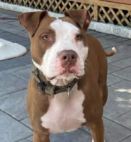 An adult medium-sized male Golden American Staffordshire Terrier dog named Ranger for adoption in Bronx, NY