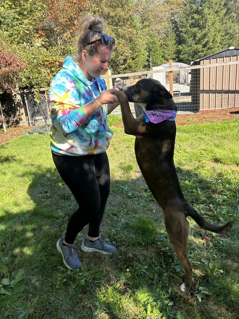 A young medium-sized female American Staffordshire Terrier dog named Jazzy for adoption in AUBURN, WA