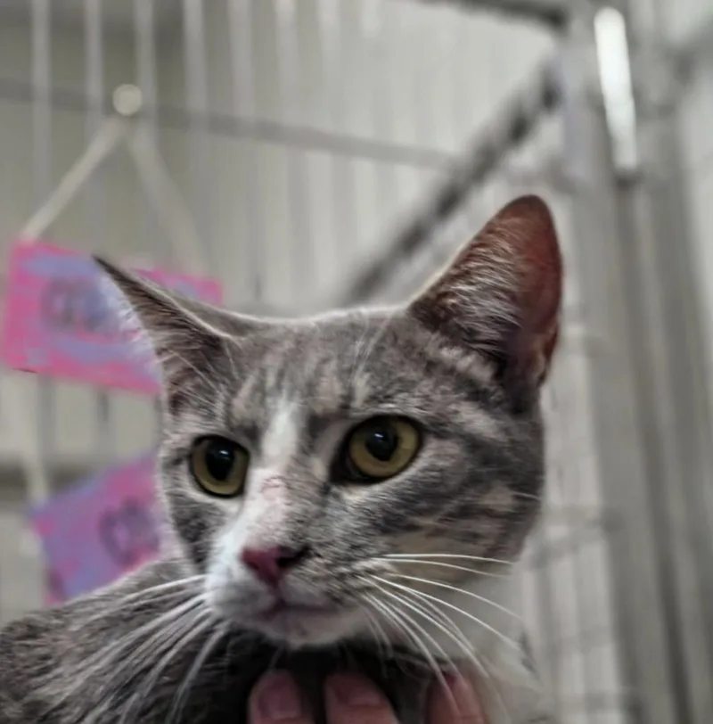 A young medium-sized female Domestic Short Hair cat named Mama Cat for adoption in Rome, GA