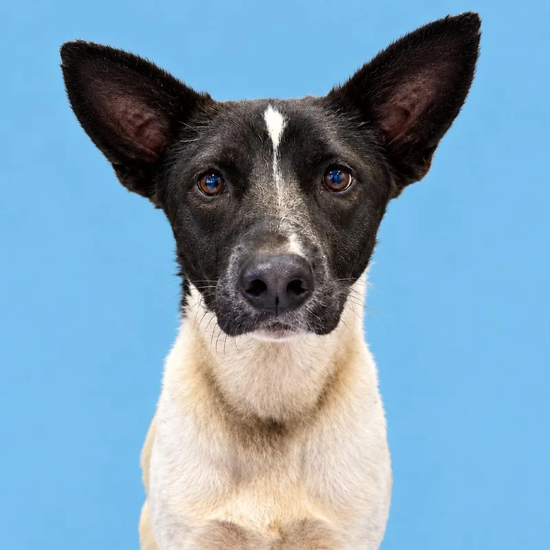 A young medium-sized female Cattle Dog dog named Peggy for adoption in Concord, NC