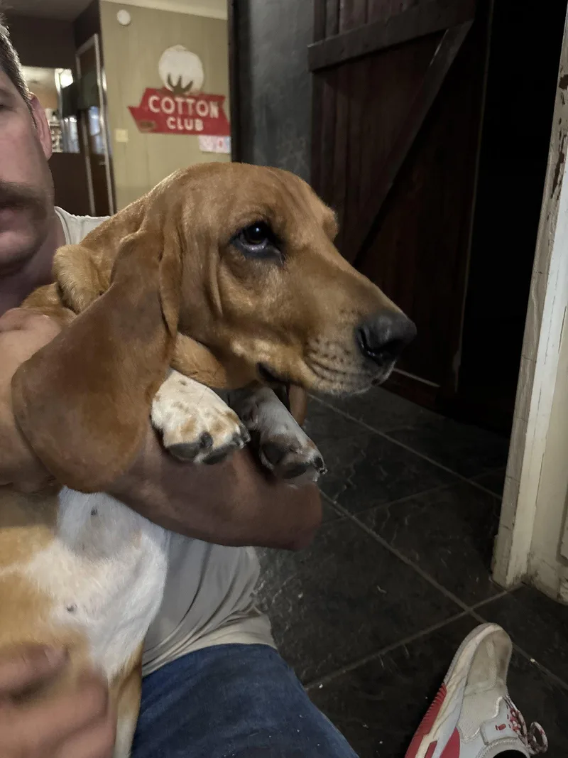 An adult large-sized female Basset Hound dog named Lady for adoption in Grapevine, TX
