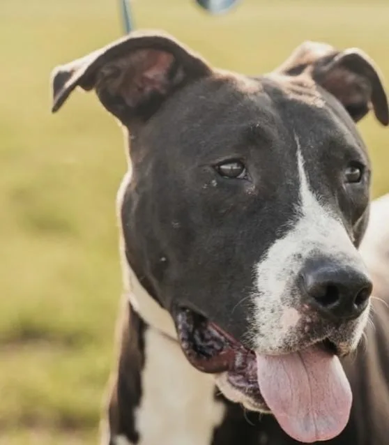 An adult large-sized male Great Dane dog named Denver for adoption in Longview, TX