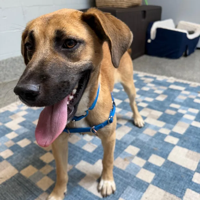 A young medium-sized male Yellow / Tan / Blond / Fawn Shepherd dog named Diego for adoption in Falls Church, VA