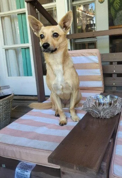 An adult small-sized female Chihuahua dog named Natasha for adoption in San Diego, CA
