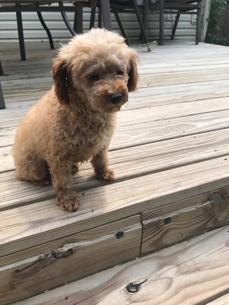 An adult small-sized female Apricot / Beige Poodle (Toy) dog named Andi for adoption in Franklin, TN