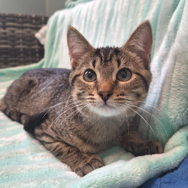 A baby small-sized female Brown / Chocolate Domestic Short Hair cat named Ritz for adoption in Attica, NY