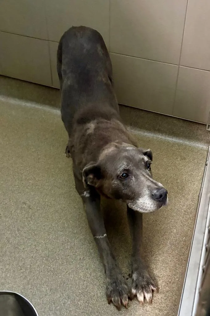 An adult large-sized female Mixed Breed dog named Passenger Princess for adoption in Rome, GA