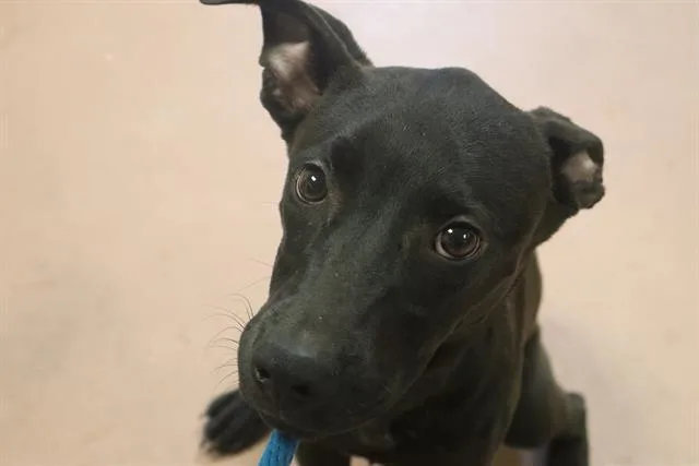 A young medium-sized female Mixed Breed dog named Sugar for adoption in Columbia, SC