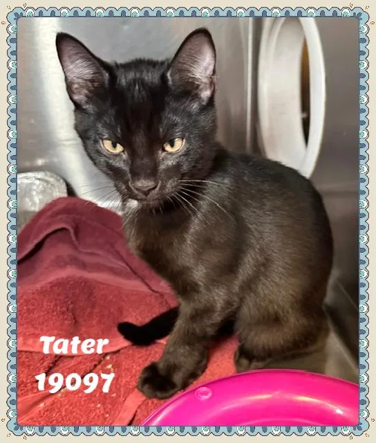 A baby small-sized male Black Domestic Short Hair cat named Tater for adoption in Marietta, GA