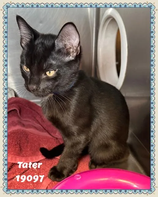 Tater thumbnail 4