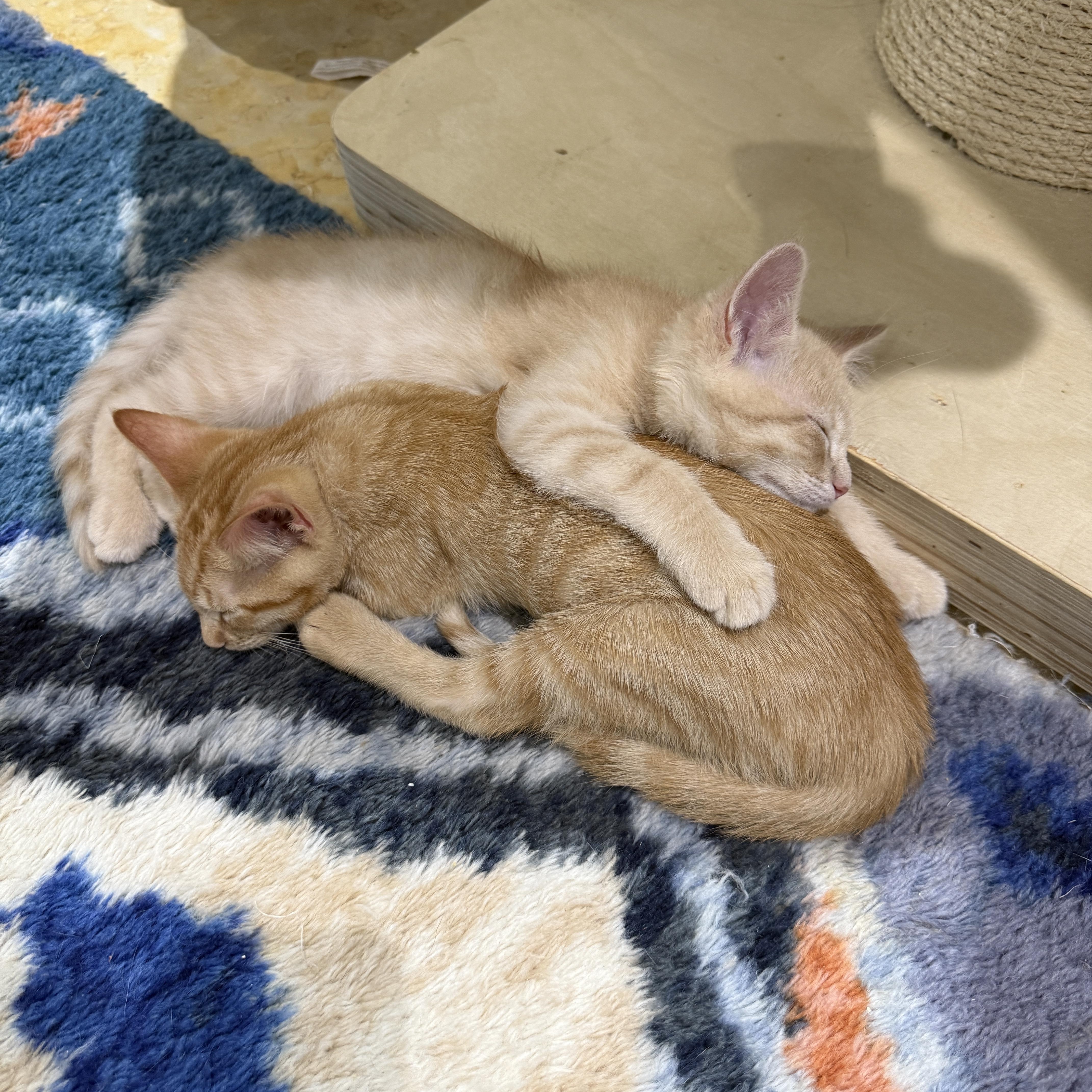 A baby medium-sized male Tabby (Orange / Red) Domestic Short Hair cat named Sparrow for adoption in Brooklyn, NY