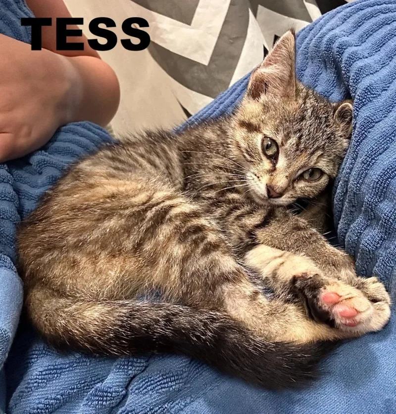 A baby small-sized female Domestic Short Hair cat named Tess for adoption in Owatonna, MN