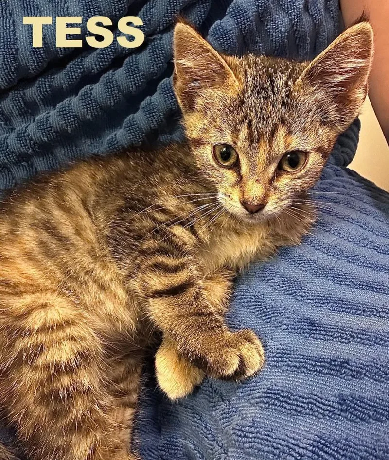 Tess thumbnail 2