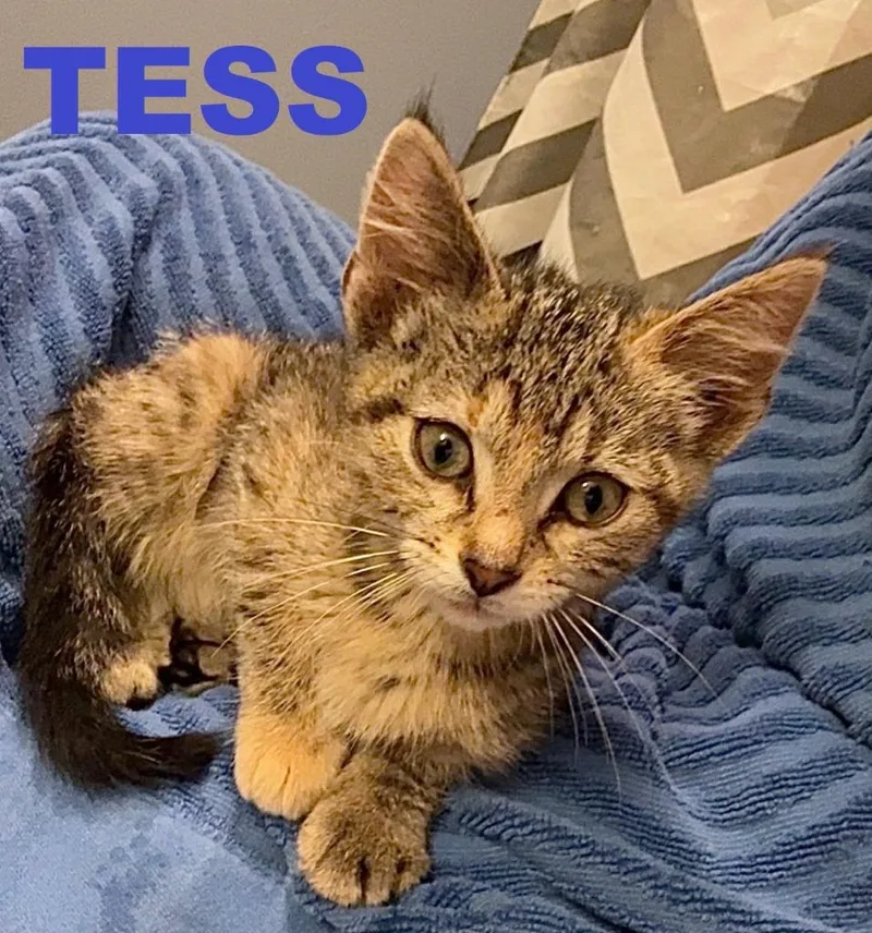 Tess thumbnail 5