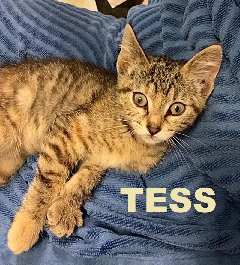 Tess thumbnail 6
