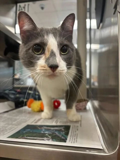 An adult medium-sized female Dilute Calico cat named Butters A for adoption in Plano, TX