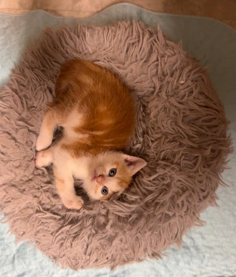 A baby medium-sized male Domestic Short Hair cat named Frodo for adoption in Pomona, NY