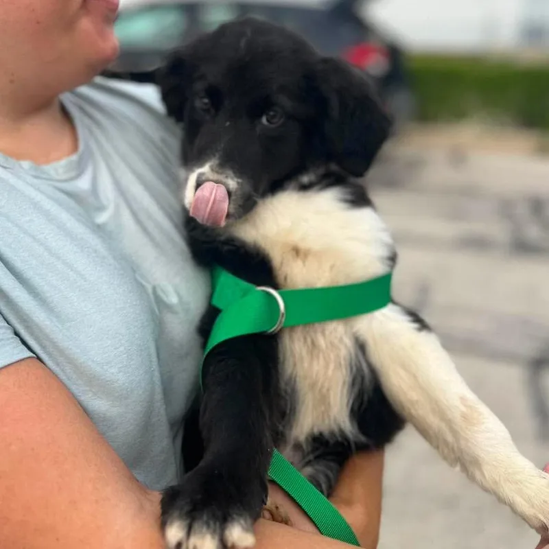 A baby small-sized female Black Great Pyrenees dog named May for adoption in St. Charles, IL