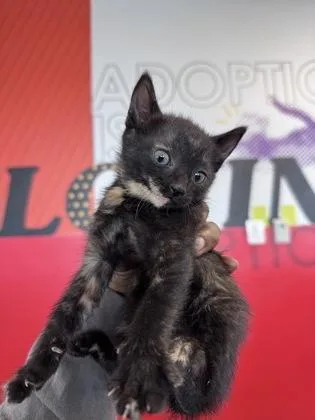A baby medium-sized female Domestic Short Hair cat named Ramona for adoption in West Chester, PA