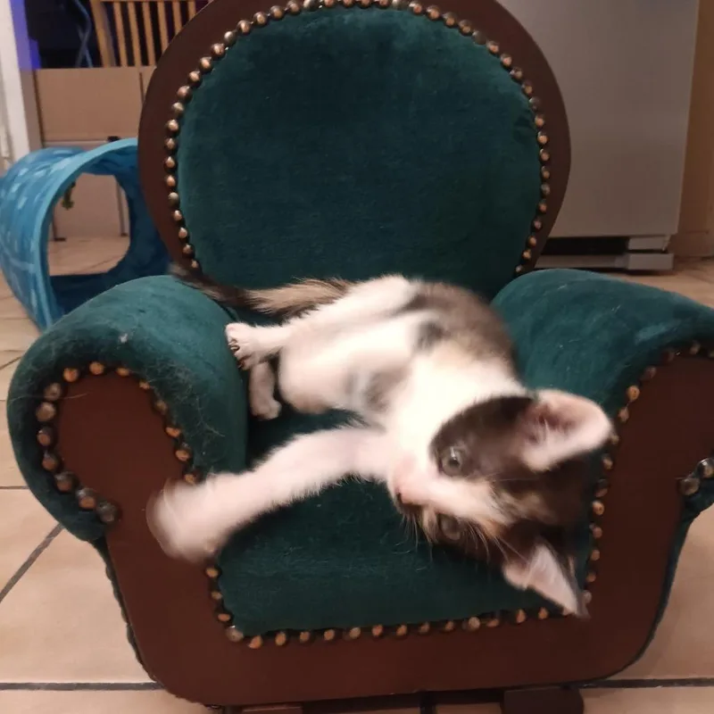 A baby small-sized female Calico Domestic Short Hair cat named Cookie for adoption in Marion, IL