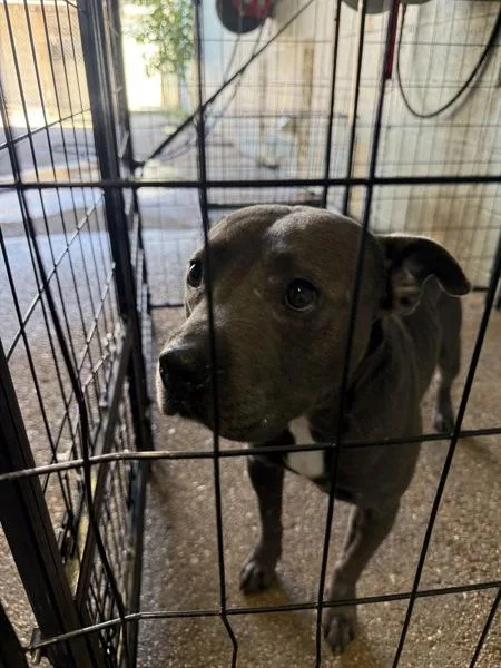 An adult large-sized male American Staffordshire Terrier dog named Panini Pete for adoption in Mobile, AL