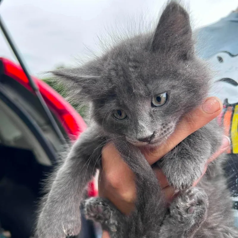 A baby small-sized male Gray / Blue / Silver Domestic Long Hair cat named Spike for adoption in Nampa, ID