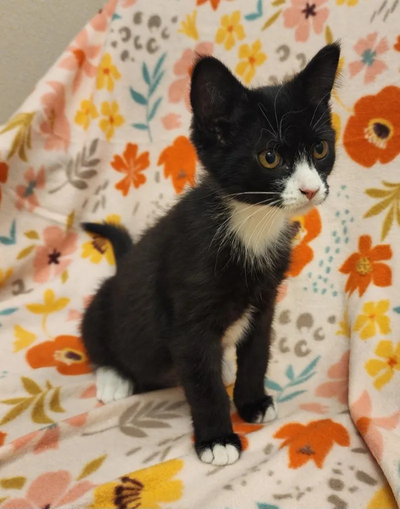 A baby medium-sized female Domestic Short Hair cat named Saylor for adoption in Superior, WI