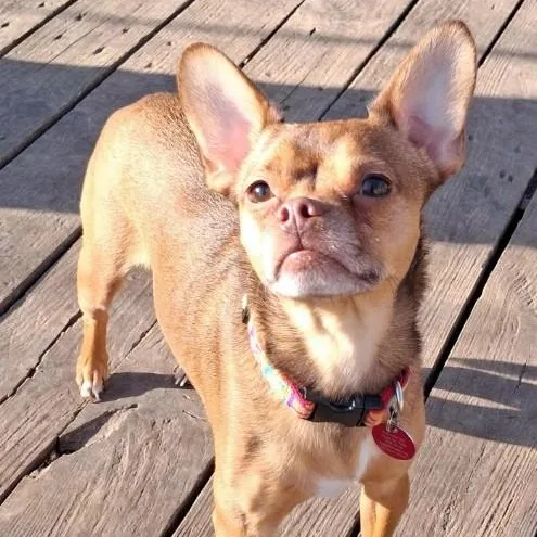 A young small-sized male Red / Chestnut / Orange Chihuahua dog named Dobby for adoption in Barrington Hills, IL