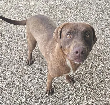 An adult large-sized male Retriever dog named Fudge Pie for adoption in Madison, NJ