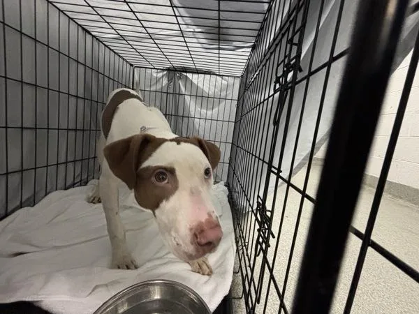 A young medium-sized female Mixed Breed dog named Pumpkin for adoption in New York, NY