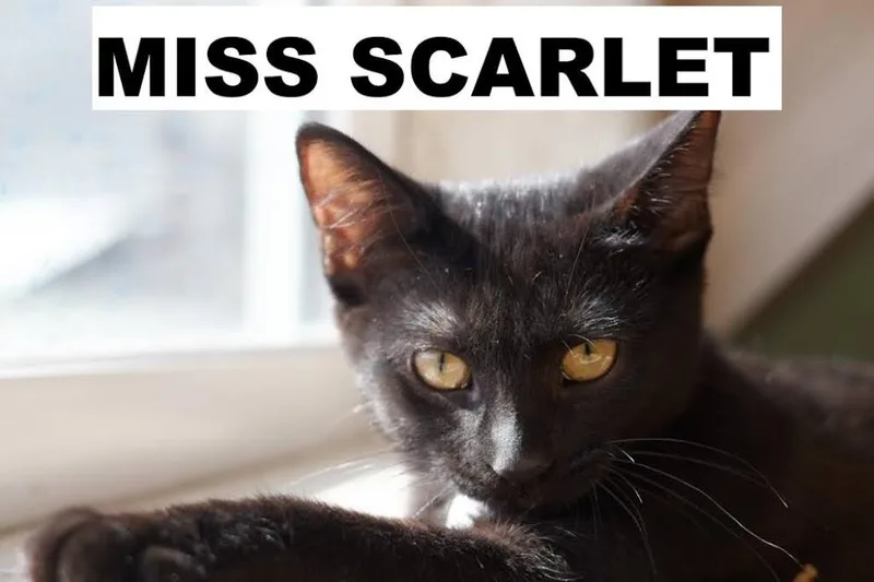 A young medium-sized female Domestic Short Hair cat named Miss Scarlet for adoption in Zimmerman, MN