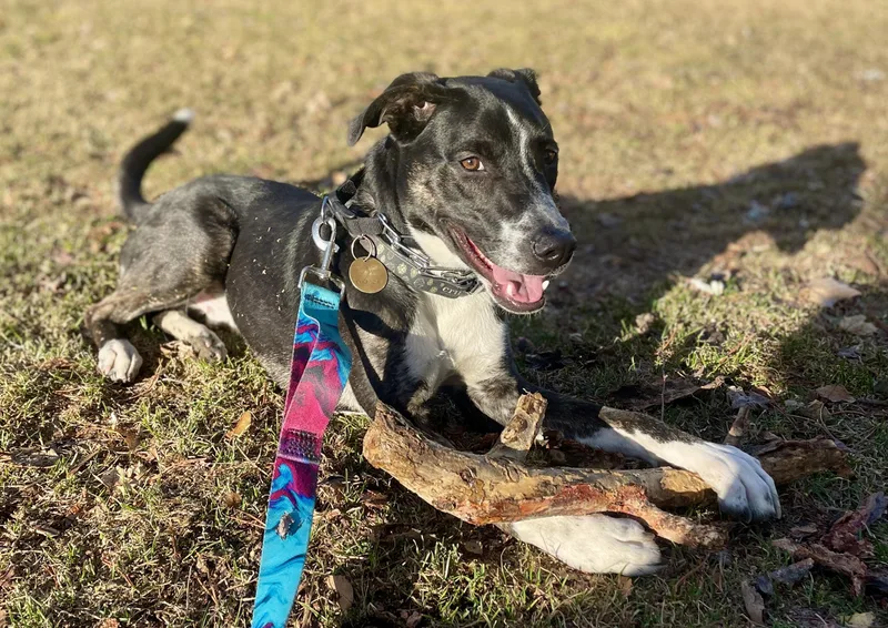 A young medium-sized male Border Collie dog named Django for adoption in Amherst, MA