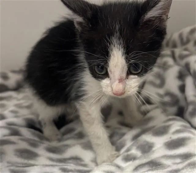 A baby small-sized male Domestic Short Hair cat named Mushu for adoption in Ontario, CA