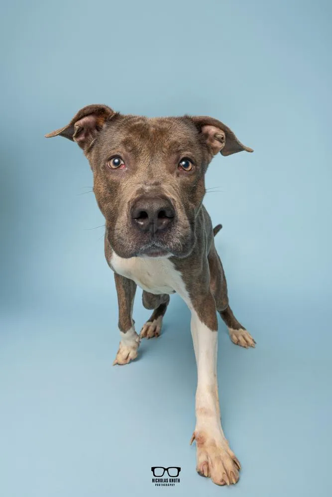 An adult medium-sized male Pit Bull Terrier dog named Ace Frehley for adoption in Palatine, IL