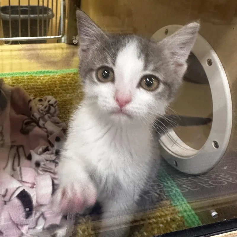 A baby small-sized male Gray / Blue / Silver Domestic Short Hair cat named Mogwai for adoption in Dearborn, MI