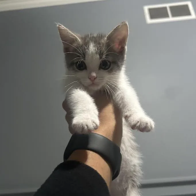 Mogwai thumbnail 2
