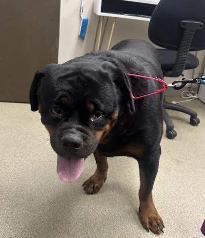 An adult large-sized female Rottweiler dog named Lulu for adoption in Palm Coast, FL